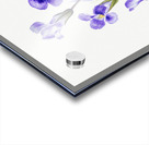 Fringed Gentian Gentiana elegana 1933 Acrylic print