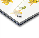 Lemon Columbine Aquilegia flavescens 1925 Acrylic print