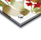 Flowering Dogwood Cornus florida 1919 Acrylic print