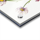 Alaska Fleabane Erigeron salsuginosus 1925 Acrylic print