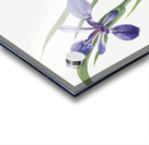 Iris Iris species 1939 Acrylic print