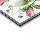 Rose Gentian Sabbatia angularis 1880  Acrylic print