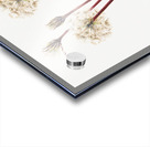 Slender Agoseris Agoseris gracilens 1922 Acrylic print