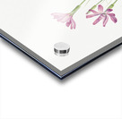 Skeleton Weed Lygodesmia grandiflora 1931 Acrylic print