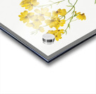 Psilostrophe sparsiflora 1938 Acrylic print