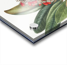 Southern Magnolia Magnolia grandiflora 1923 Acrylic print