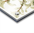 Silverberry Elaeagnus commutata 1922 Acrylic print