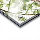 American Wisteria Kraunhia frutescens 1925 Acrylic print