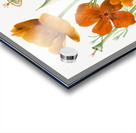 Curly Clematis Clematis crispa 1925 Acrylic print