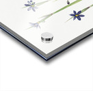 Blue-eyed-grass Sisyrinchium angustifolium 1920 Acrylic print