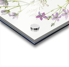 Gentianacease sabbalia angularis 1880 Acrylic print