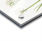 Northern Onion Allium sibiricum 1920 Acrylic print