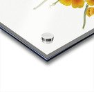 Mexican Poppy Eschscholtzia mexicana 1927 Acrylic print