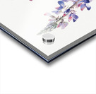 Lupine Lupinus fornosus 1935 Acrylic print