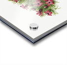 Moss Campion Silene acaulis 1924 Acrylic print