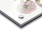 Hedge Bindweed Calystegia Convolvulus sepium 1932  Acrylic print