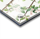 Wild Sweet Crab Malus coronaria 1920 Acrylic print