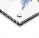 California Lilac Ceanothus thyrsiflorus 1935 Acrylic print