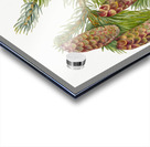 Douglas Fir Pseudotsuga mucronata 1923 Acrylic print