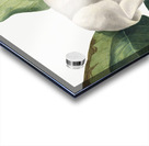 Southern Magnolia Magnolia grandiflora 1918 Acrylic print