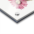 Turkeyhead Cactus Echinocerus perbellus 1930 Acrylic print