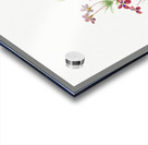 Gilia linanthus parviflorus 1900–1930 Acrylic print