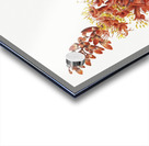 Ocotillo Fouquieria splendens 1927 Acrylic print