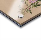 Rose Mallow Hibiscus moscheutos 1878 Acrylic print