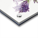 Rose Mallow Hibiscus moscheutos 1878 Acrylic print