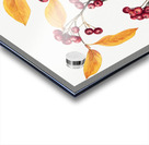 Red Chokeberry Aronia arbutifolia 1920 Acrylic print