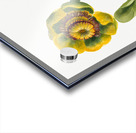 Flower Study 1939 Acrylic print