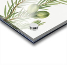 California Nutmeg Tumion californicum 1929 Acrylic print