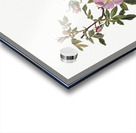 Rose Mallow Hibiscus moscheutos 1878 Acrylic print