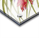 Quill Leaf Tillandsia Tillandsia fasciculata 1929 Acrylic print