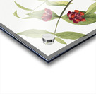 Winterberry Ilex verticillata 1920 Acrylic print