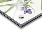 Virginia Spiderwort Tradescantia virginiana 1920 Acrylic print