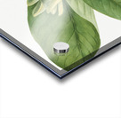 Cucumbertree Magnolia acuminata 1922 Acrylic print