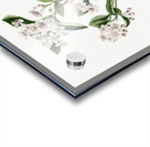 Cucumbertree Magnolia acuminata 1922 Acrylic print