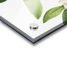 Sweetbay Magnolia virginiana 1927 Acrylic print