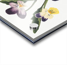 Pansies 1876 Acrylic print