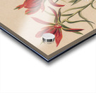 Indian Paintbrush Castilleja rhexifolia 1883 Acrylic print