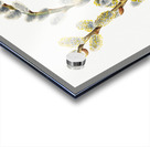 Pussy Willow Salix discolor 1920 Acrylic print