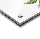 Wake–Robin Trillium grandiflorum 1918 Acrylic print