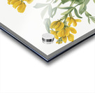 Goldenpea Thermopsis rhombifolia 1923 Acrylic print