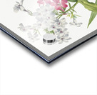 Perennial Phlox Phlox paniculata 1934 Acrylic print