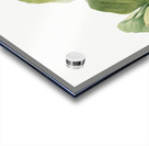 Toad Trillium Trillium sessile 1920 Acrylic print