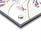 Wild Hyacinth Brodiaea pulchella 1927 Acrylic print