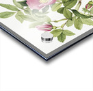 Bourgeau Rose Rosa bourgeauiana 1920 Acrylic print