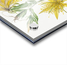 Blazing Star Mentzelia laevicaulis 1930 Acrylic print