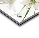 Atamasco Lily Atamosco atamasco 1925 Acrylic print